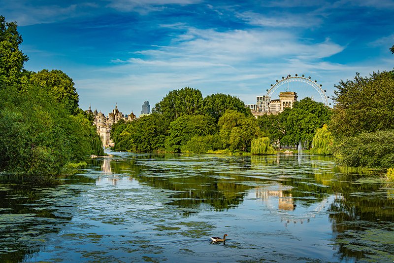 A scenic view of St James’s Park in London, with a duck swimming across a tranquil lake surrounded by lush green trees. Historic buildings and the London Eye rise above the treetops beneath a bright blue, partly cloudy sky.